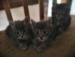 Beautiful maine coon kittens ready now