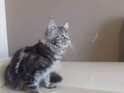 Silver maine coon