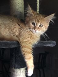 Creamy red Maine Coon Female cat kitten born June 24, 2019
