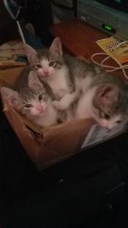 Kittens for re-homing