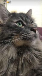 3yr old Maine Coon kitty
