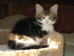 Cute and Loving Persian Kittens for Adoption
