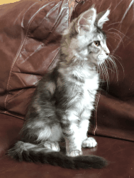 Romeo Marble Maine Coon male born 9/01/2019