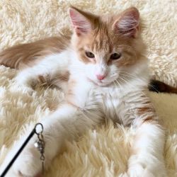 Maine Coon Male kitten in Marble Red 09/06/2019