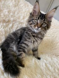 Maine Coon Male classic 09/06/2019