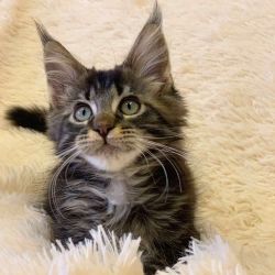 Maine Coon Male kitten in marble 09/06/2019