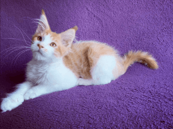 Maine Coon Male Kitten in Red Born 12/12/2019