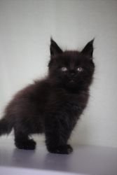 Maine Coon Male kitten Boniface Black Smoke Born 01/25/2020