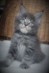 Maine Coon Male kitten Fausto Born 1/25/2020