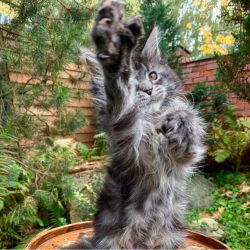 BEAUTIFUL MAINE COON KITTENS AVAILABLE