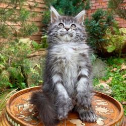 LOVELY MAINE COON