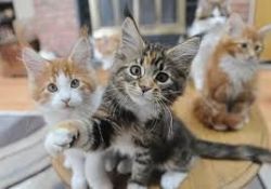 Well Trained Maine Coon Kittens
