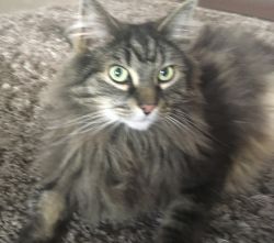 Male Maine coon