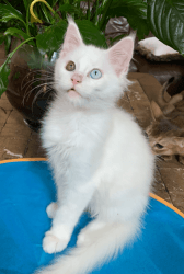 Maine Coon male white different eye color