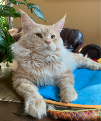 Maine Coon Male red classic tabby DOB 05/2019