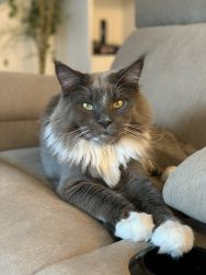 Maine Coon male cat