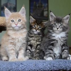 Friendly Maine Coon Kitten's for adoption