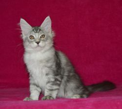 Maine Coon Kittens  For Sale