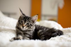 Maine Coon Kittens Male And Female For Sale