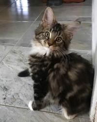 Cute Baby Maine Coon