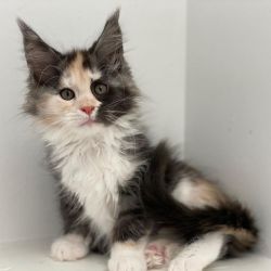 Friendly Maine Coon Kitten's And savannah Cat's
