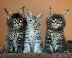 Cute Maine Coon Kitten's And savannah Cat's For Sale