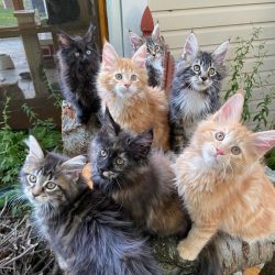 Maine coons cat and kittens Home