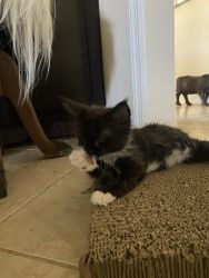 2 Female Maine Coon Kittens