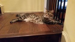 Maine Coon Male CFA registered