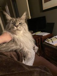 Stunning, Sweet, & Smart 1.6 y/o M PURE Maine Coon