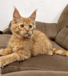 Mainecoon kitten for adoption