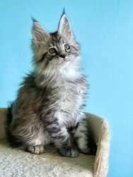 EXOTIC MAINE COON KITTENS AVAILABLE For Sale