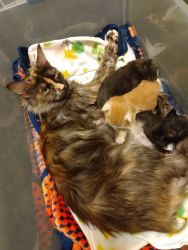 Adult female Tortie Shell Maine Coon For sale