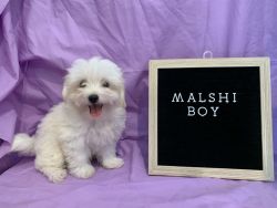 Malshi Puppies