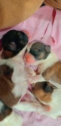 Malshi puppies for sale
