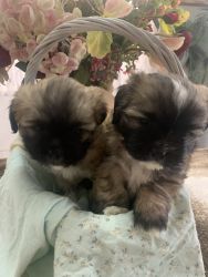 Puppies Maltese Shitzu