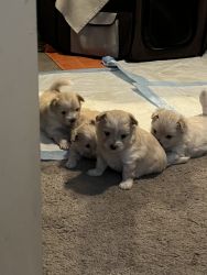 Rehoming puppies