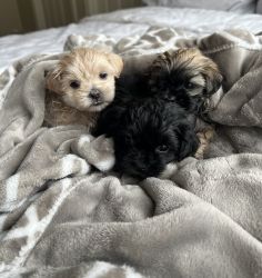 Maltese Shih Tzu mix puppies