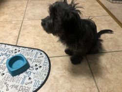 5month Maltese, Shih Tzu, and Yorkshire mix needs loving home