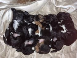 *Going quick only 1 male left* Malshi (Maltese x shih tzu) puppies!