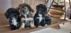 Maltese mix puppies