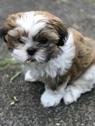 Malshi puppy for sale