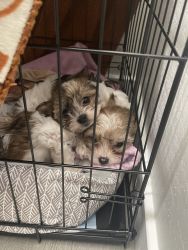 2 Mal-shi puppies for sale
