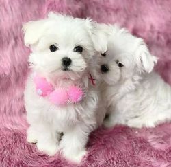 Cute Maltese puppies for adoption
