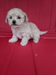 Adorable Toy Poodle Puppies