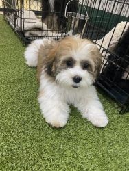Mal-Shu Male Puppy for Sale