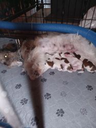 New puppies just born