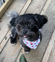 1 year old Maltese Shitzu (AKC registered) spayed female pup to rehome
