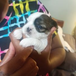 Mal-Shi puppies for sale