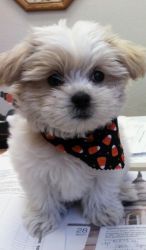 Tiny Shitzu/Maltese puppies